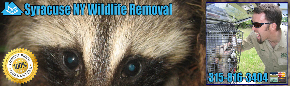 Syracuse Wildlife and Animal Removal
